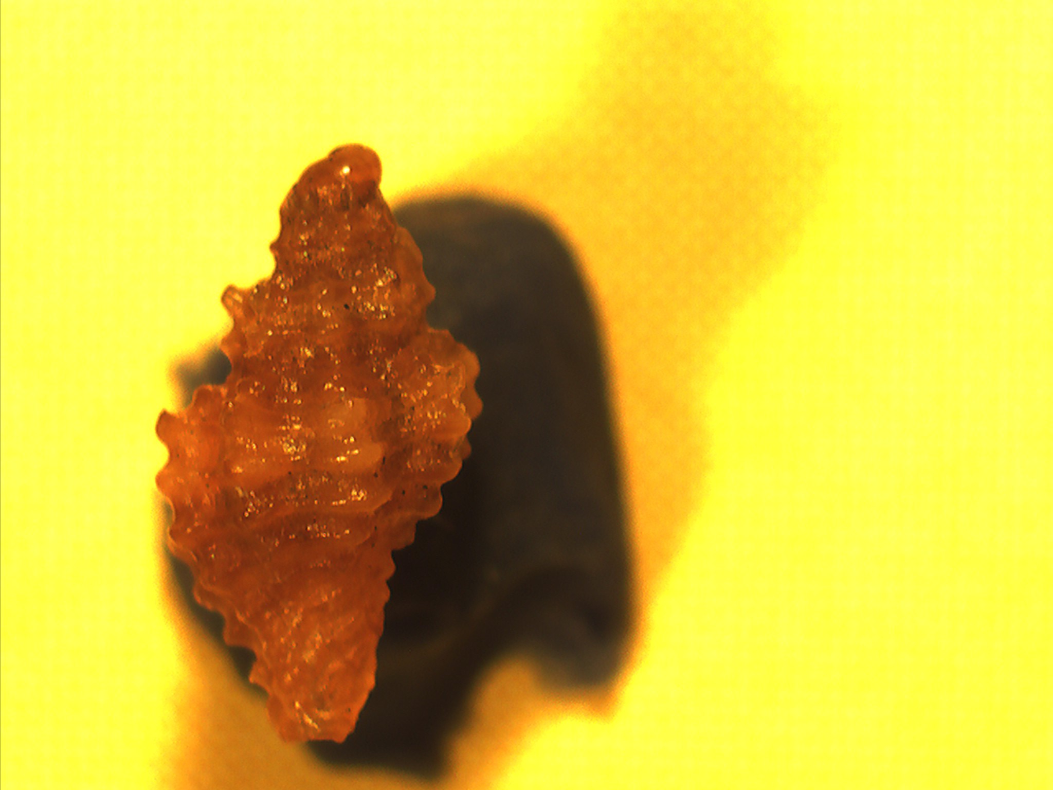 Muricopsis cristata?